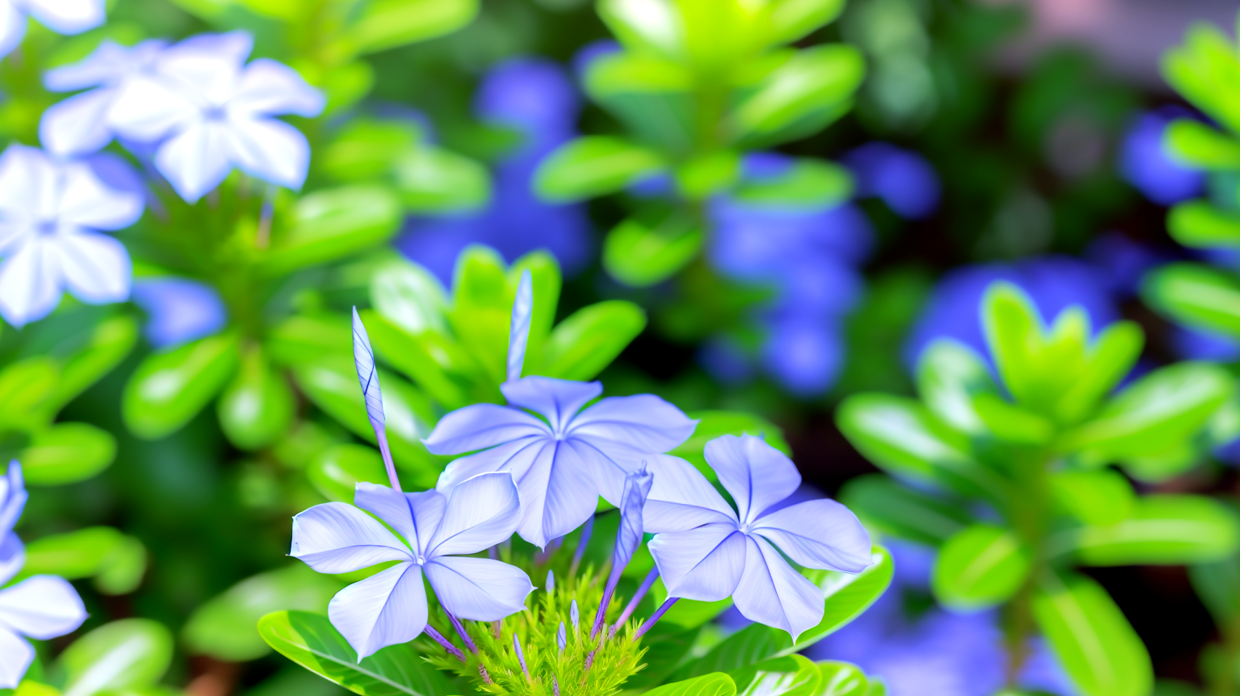 Plumbago fiori colorati giardino"